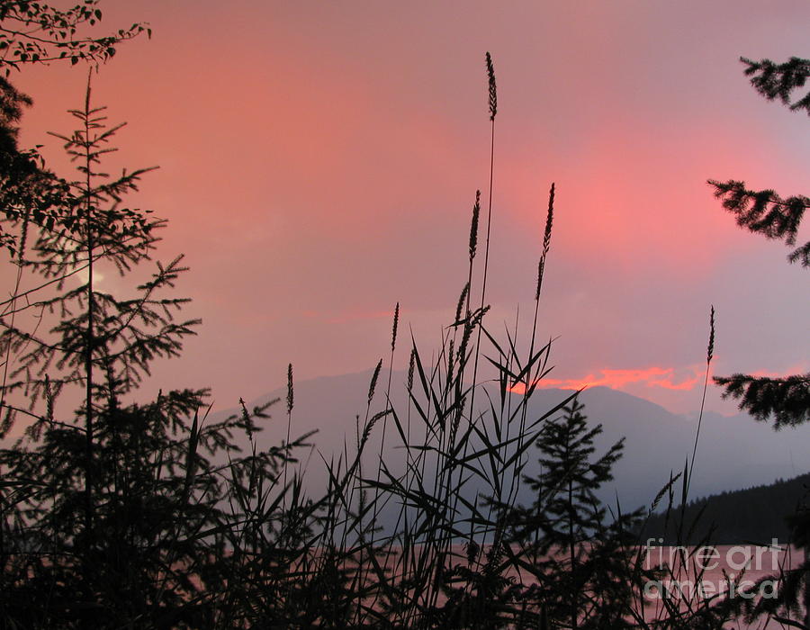 Pink Sky and Grasses Photograph by Leone Lund