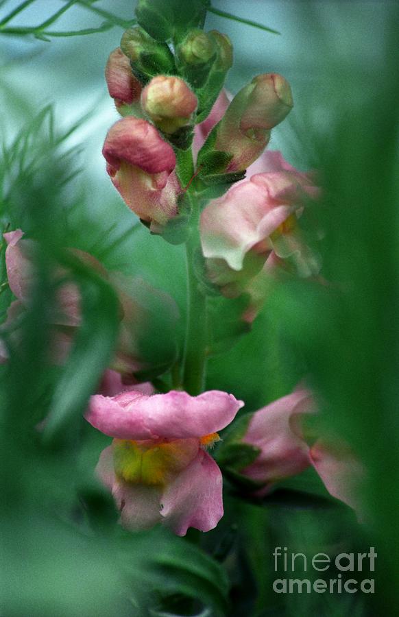 Pink Snapdragon Photograph by James B Toy