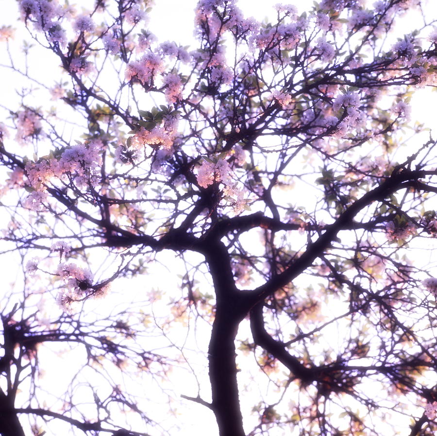 Pink soft cherry blossoms - available for licensing Photograph by Ulrich Kunst And Bettina Scheidulin