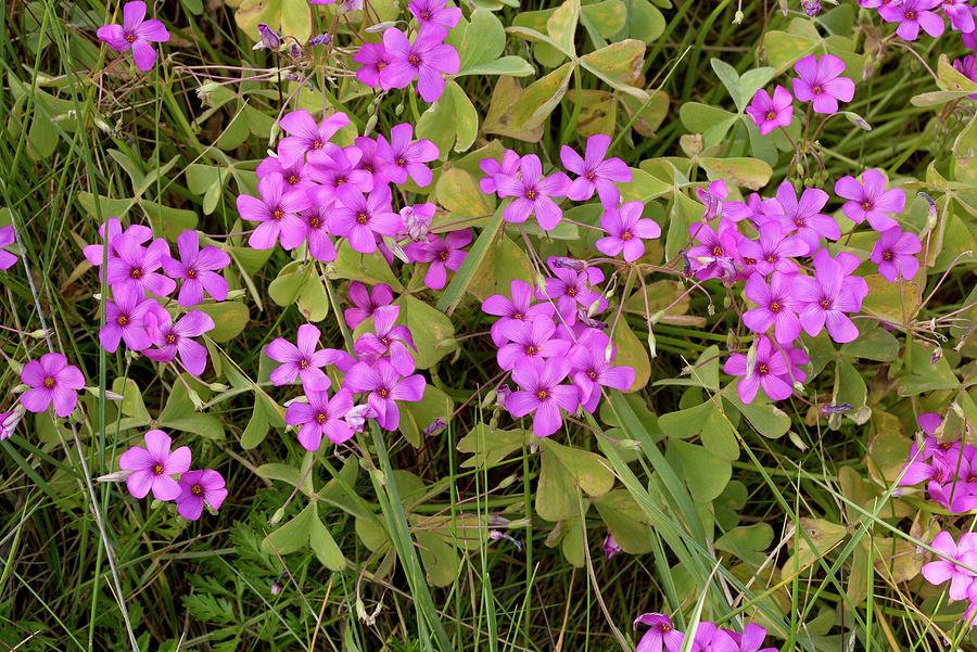 Nature Photograph - Pink-sorrel (oxalis Articulata) In Flower by Bob Gibbons/science Photo Library
