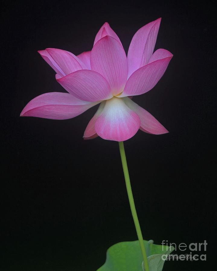 Pink Spaces Lotus Photograph by Dodie Ulery