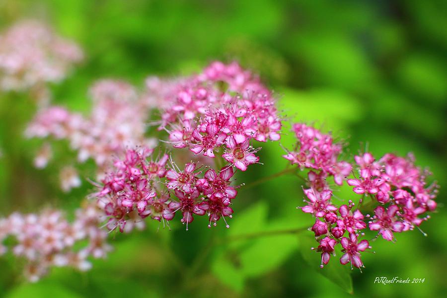 Pink Spirea Photograph by PJQandFriends Photography