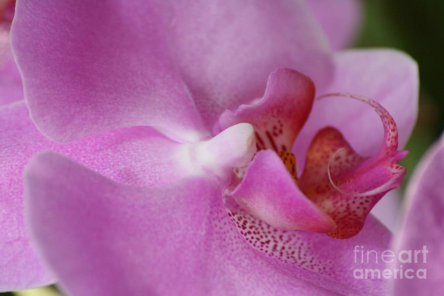 Pink Splendor Orchid Photograph by Mary Lou Chmura