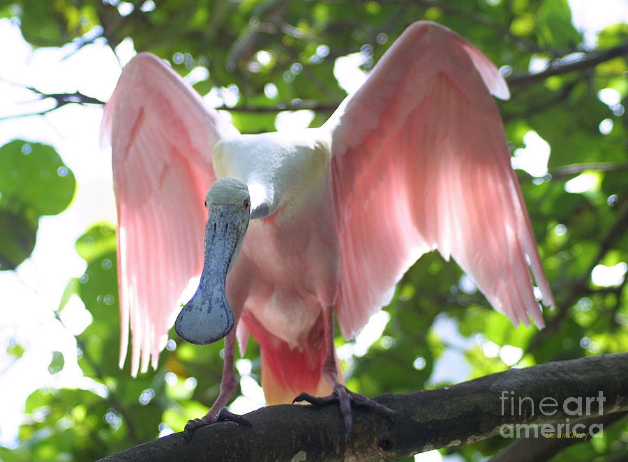 Pink Spoonbill Photograph by Dodie Ulery