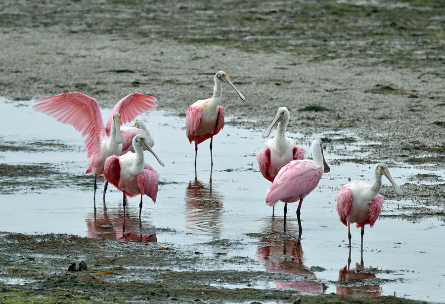 Pink Spoonbills at Darling National Wildlife Refuge Photograph by Bruce Gourley