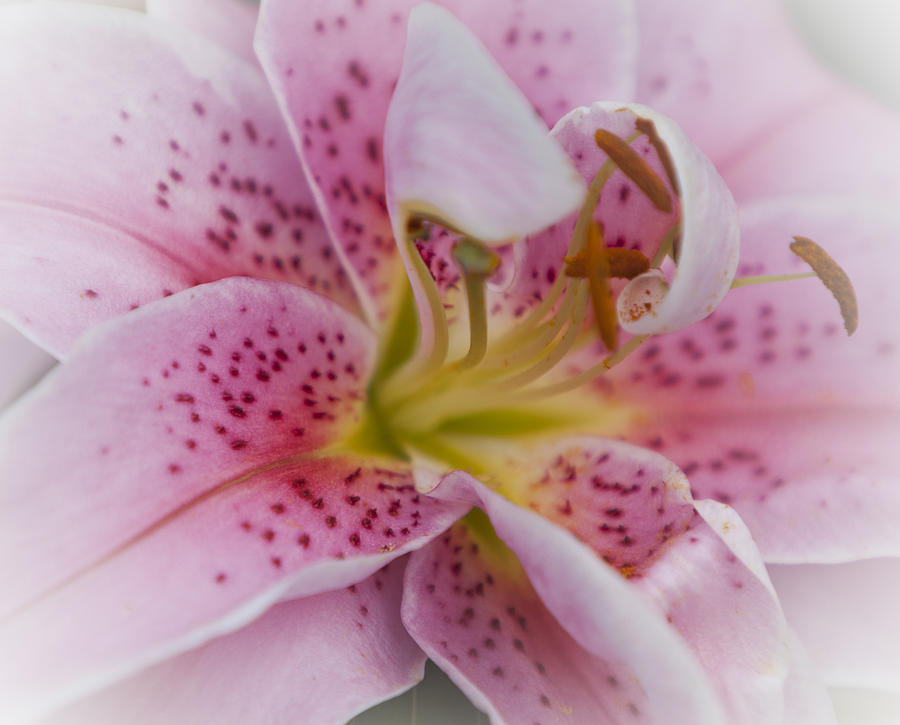 Pink Spotted Lily Photograph by Maj Seda