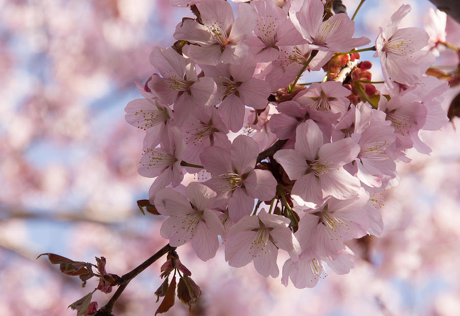 Pink Spring - A Cloud of Delicate Cherry Blossoms Photograph by Georgia Mizuleva