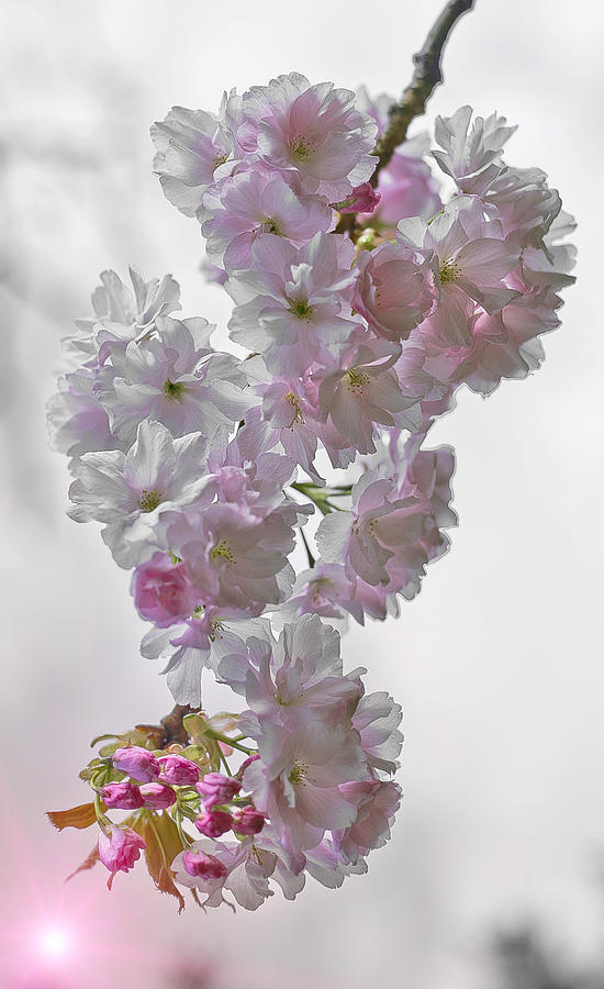 Pink Spring Photograph by Alex Art Ireland - Fine Art America