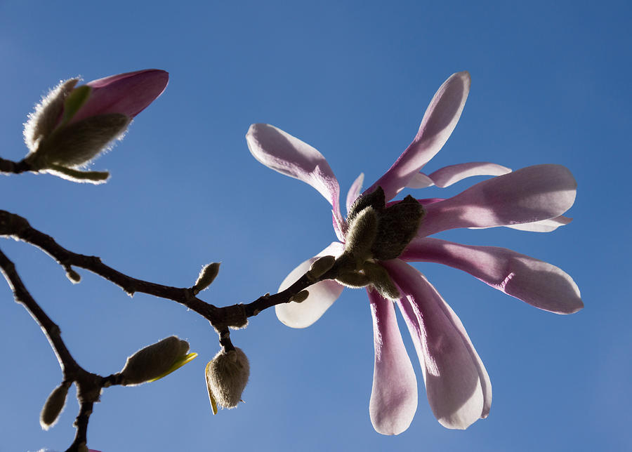 Magnolia Movie Photograph - Pink Spring - Blue Sky and Magnolia Blossoms by Georgia Mizuleva