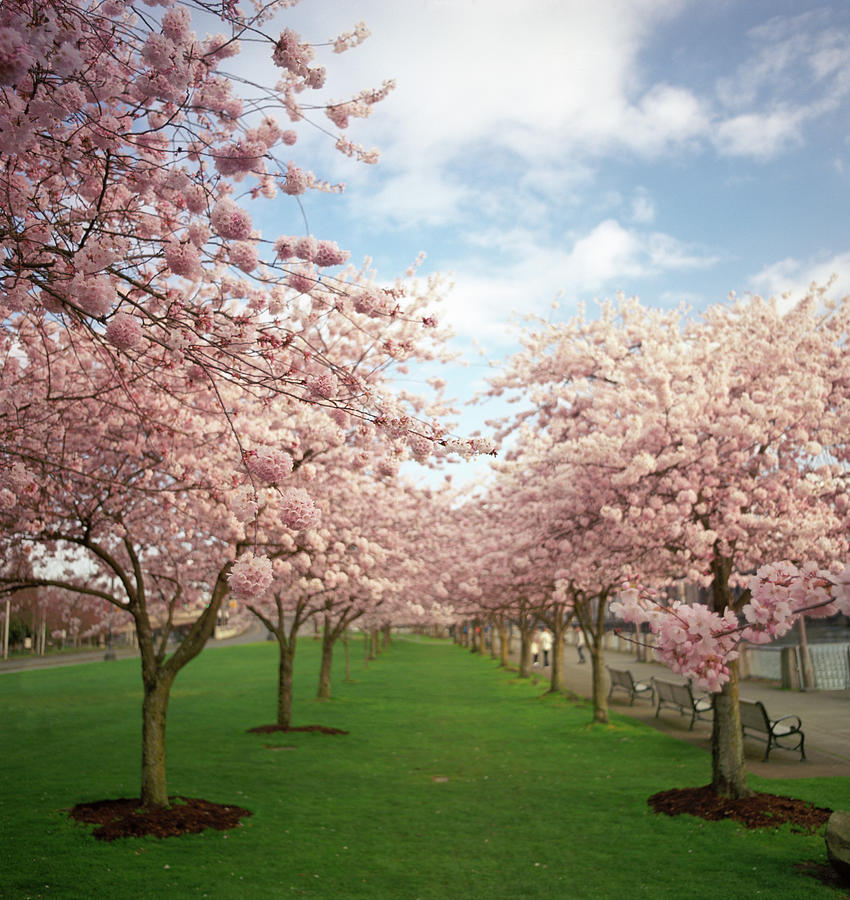 Pink Spring Cherry Blossoms Photograph by Zeb Andrews