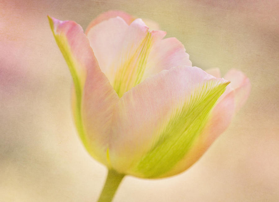 Pink Spring Dreams Close Photograph by Mary Jo Allen