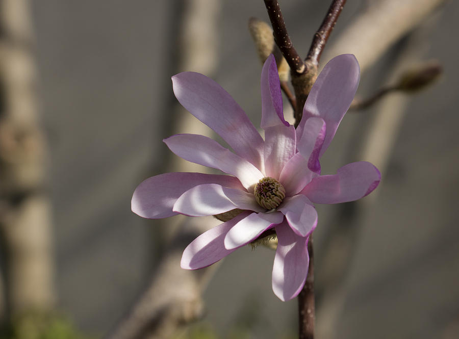 Pink Spring - Graceful Magnolia Blossom Photograph by Georgia Mizuleva