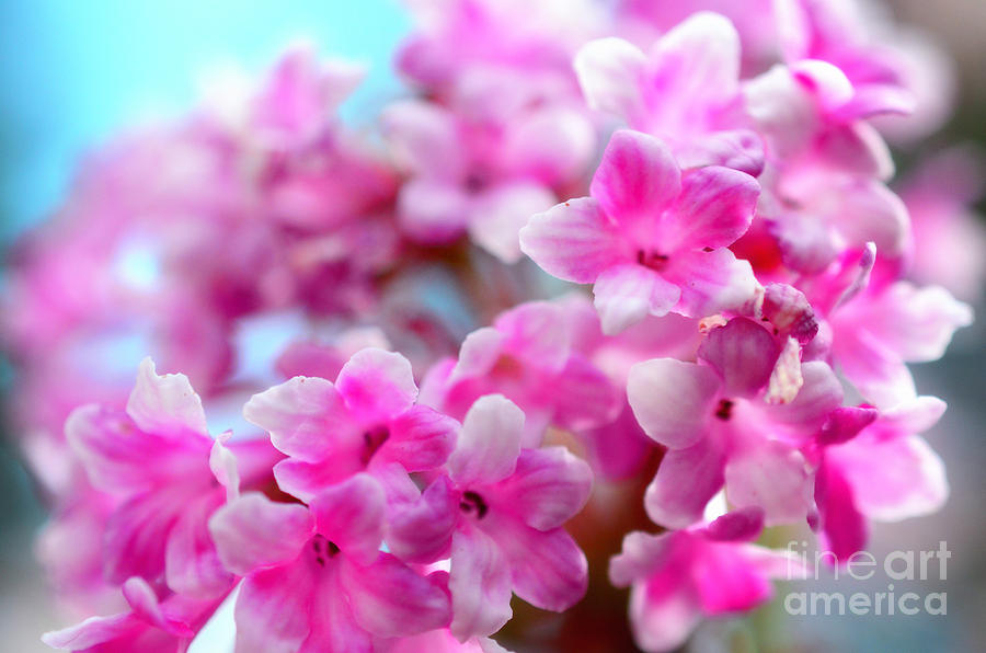 Spring Photograph - Pink Spring  by Sabine Jacobs