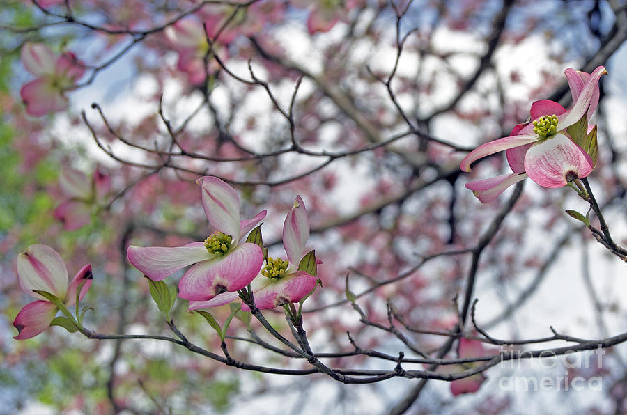 Pink Spring Photograph by Skip Willits