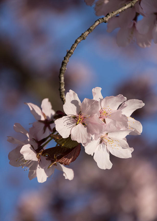 Pink Spring - Sunlit Blossoms and Blue Sky - Vertical Photograph by Georgia Mizuleva