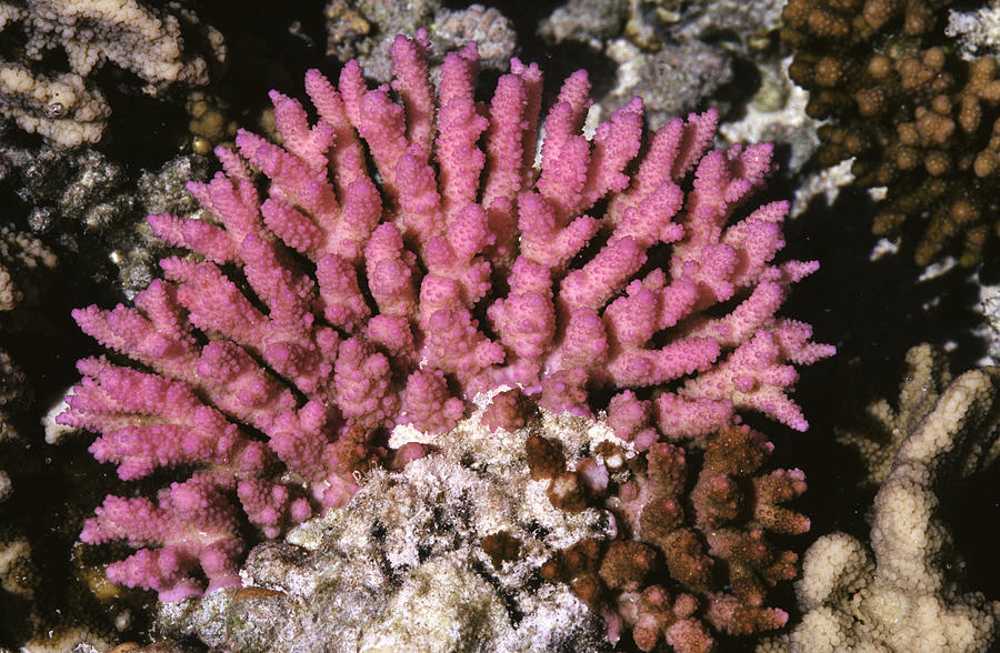 Pink Staghorn Coral Photograph by Newman & Flowers - Fine Art America