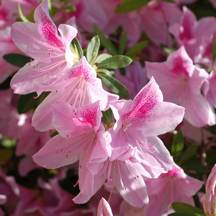 Pink Star Azaleas in Full Bloom Photograph by Connie Fox