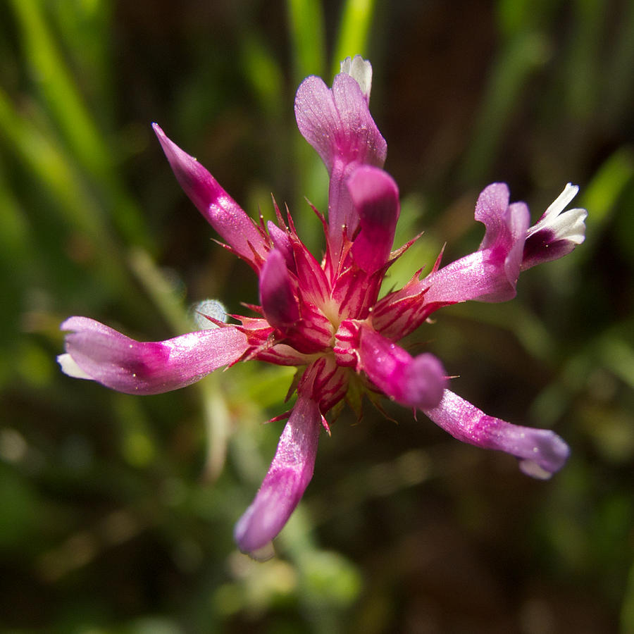 Pink Star Onion in Park Sierra, California Photograph by Ruth Hager
