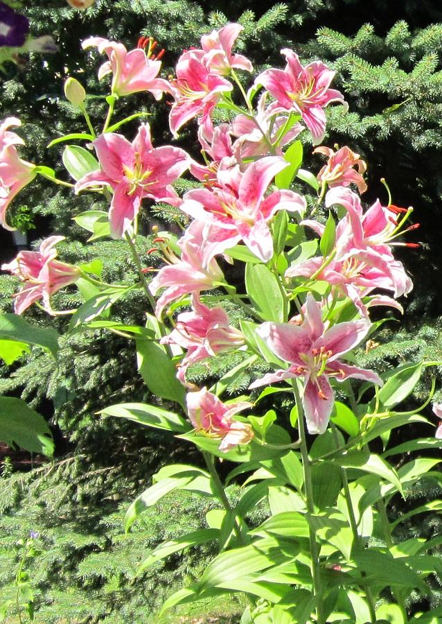 Pink Stargazer Lilies-greeting card Photograph by Glenda Crigger