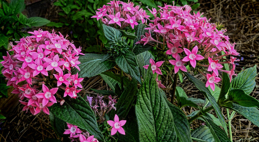 Pink Stars Photograph by Dave Bosse