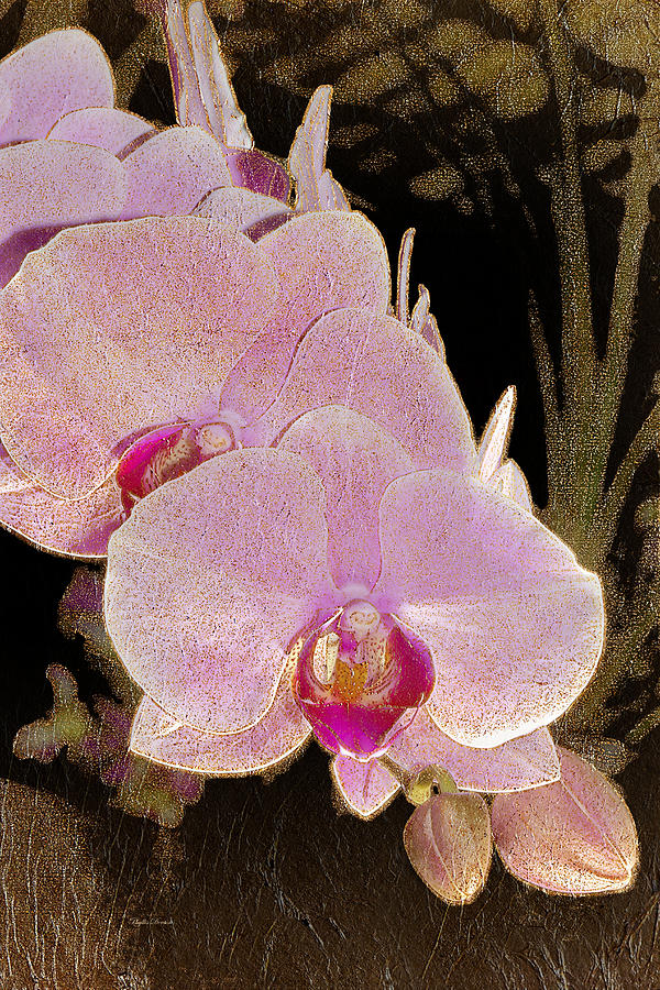 Pink Stem Orchids Gold Leaf Photograph by Phyllis Denton