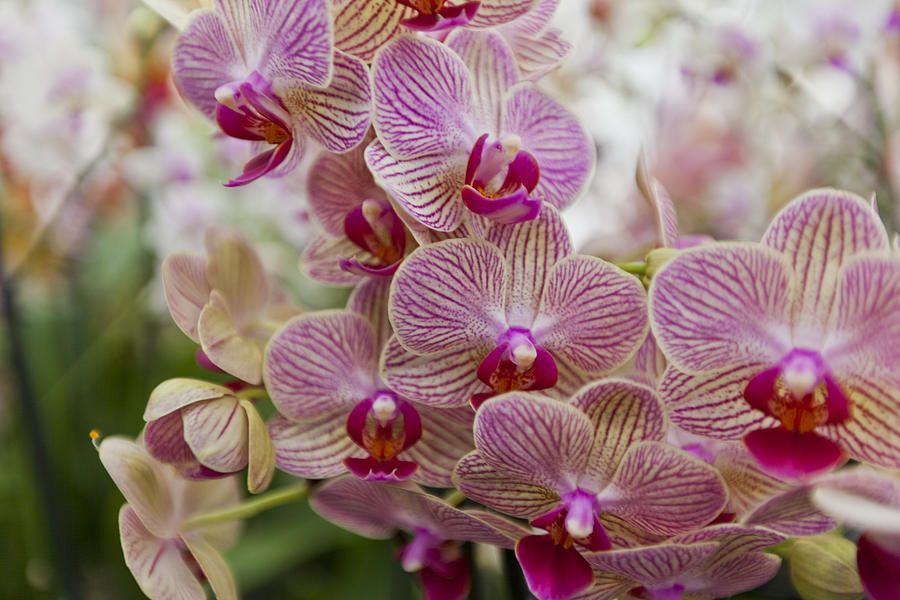 Pink Stripes Orchids Photograph by Maj Seda