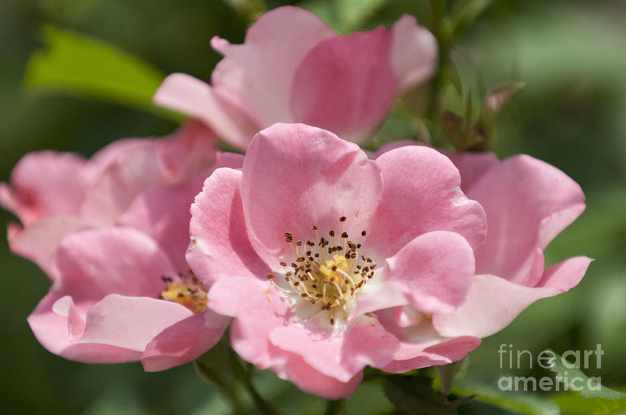 Pink Photograph - Pink Summer Tea Roses by Lauren Brice