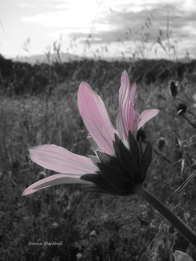 Pink Sunflower Photograph by Donna Blackhall