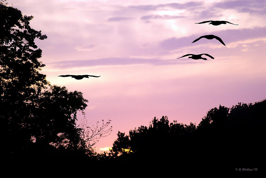 Pink Sunrise Geese Silhouette Photograph by Brian Wallace