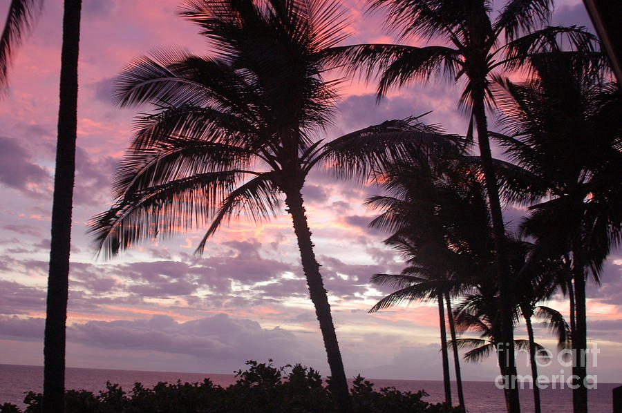 Pink Sunset in Palm Trees Photograph by Mark Thompson