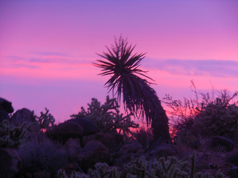 Unique Photograph - Pale Pink and Purple Sunset  by James Welch