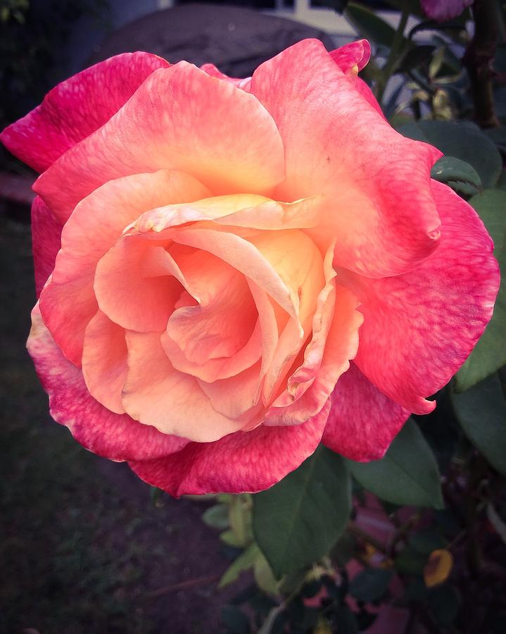 Pink Survivor Photograph by Rosalind Clarke