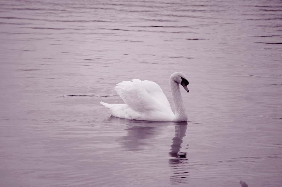 Swan Photograph - Pink Swan by Laurie Perry