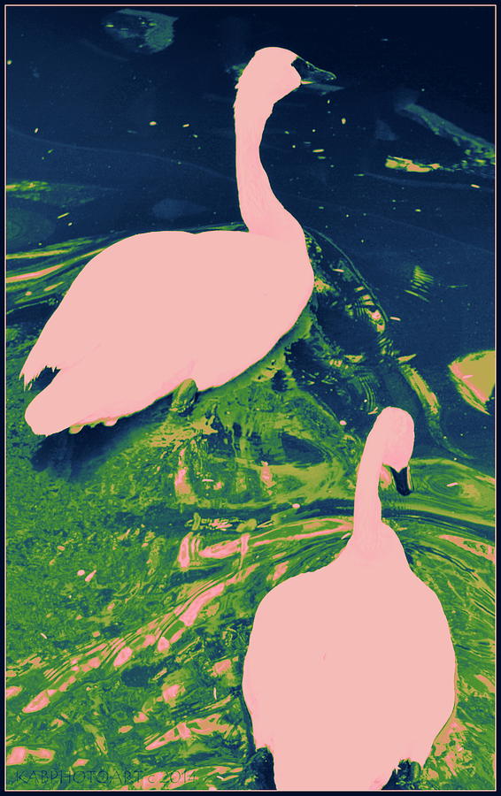 Pink Swans A Swimming Photograph by Kathy Barney