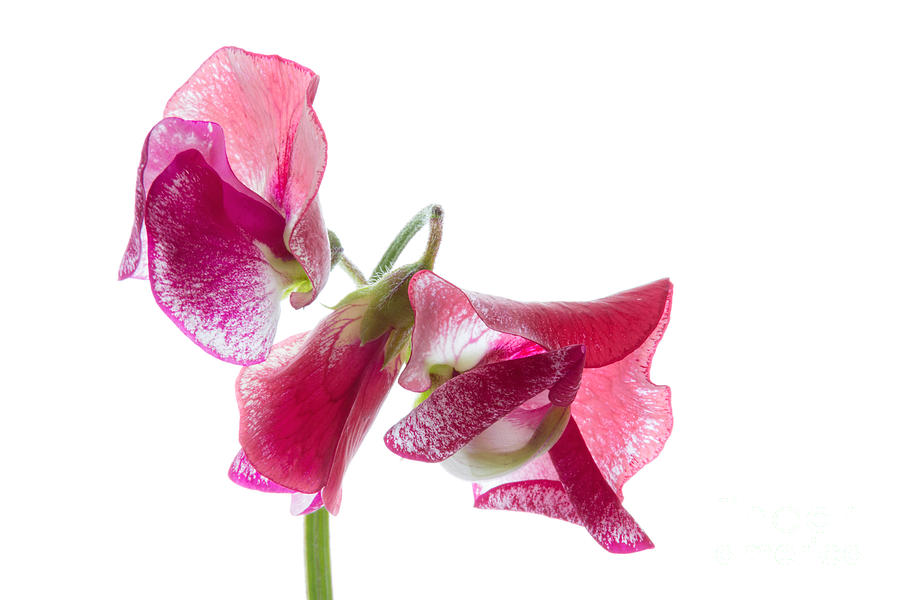 Flowers Still Life Photograph - Pink Sweet Pea 2 by Ann Garrett