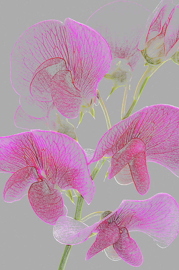 Pink Sweet Pea Flowers As Coloured Photograph by Rosemary Calvert