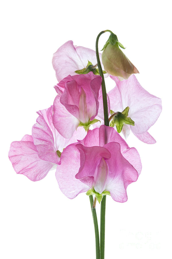 Flowers Still Life Photograph - Pink Sweet Peas by Ann Garrett
