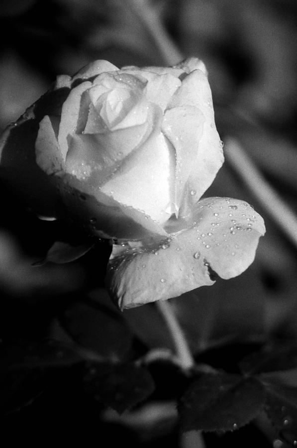 Pink Tea Rose 01 - Infrared Photograph by Pamela Critchlow