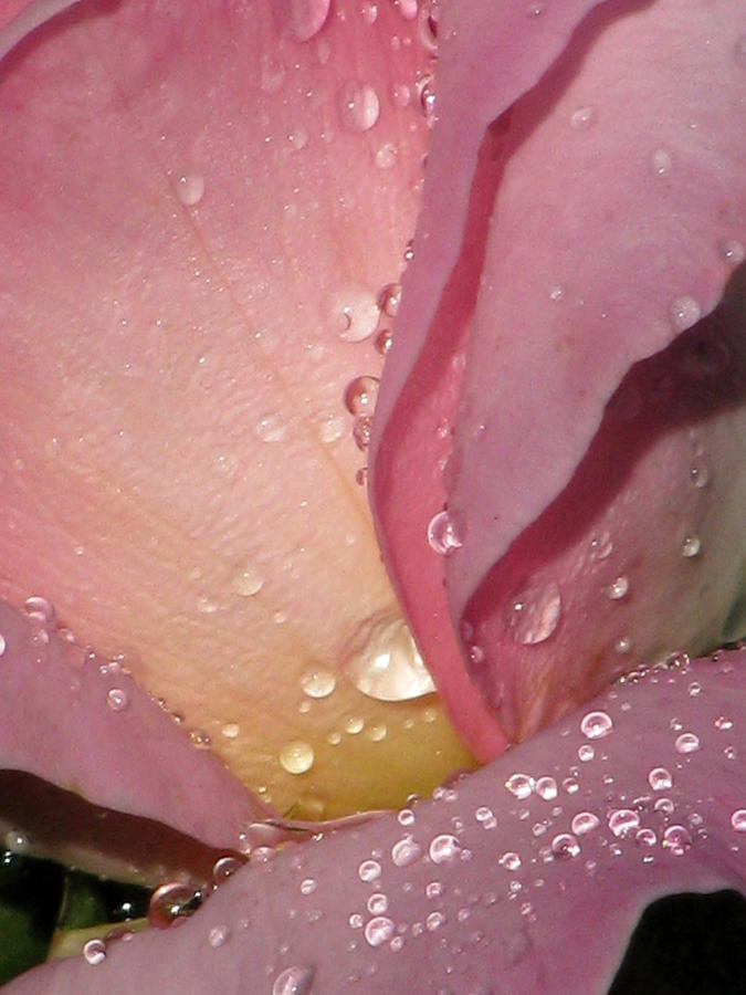 Pink Tea Rose 02 Photograph by Pamela Critchlow