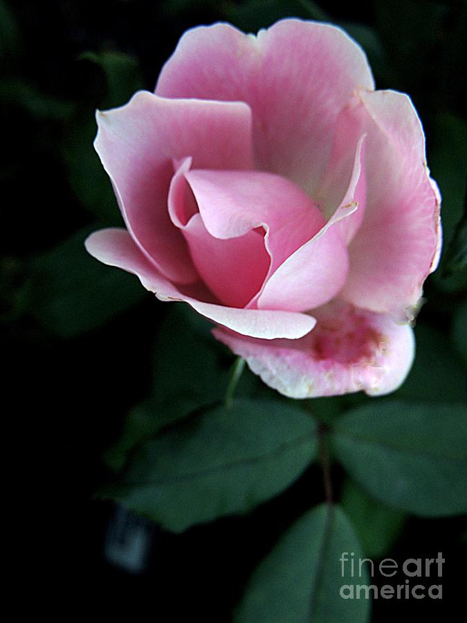 Pink Tea Rose Photograph by Marcia Lee Jones