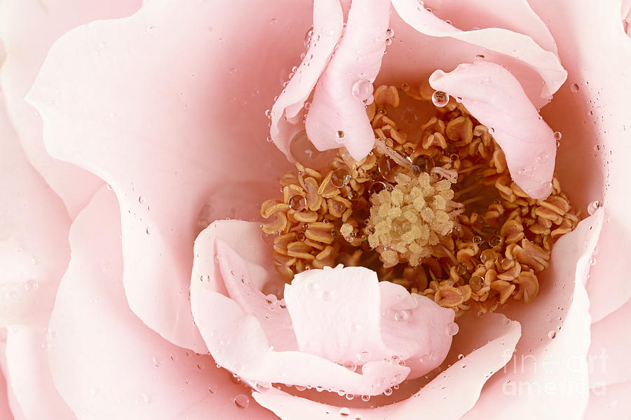 Pink Tea Rose Photograph by Stephanie Frey