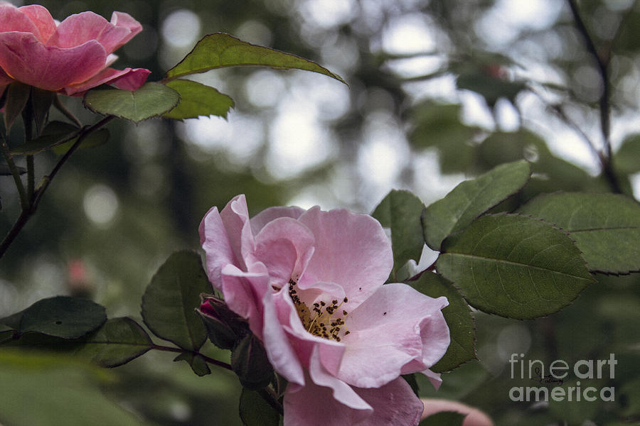 Pink Tea Roses  Photograph by Ginette Callaway