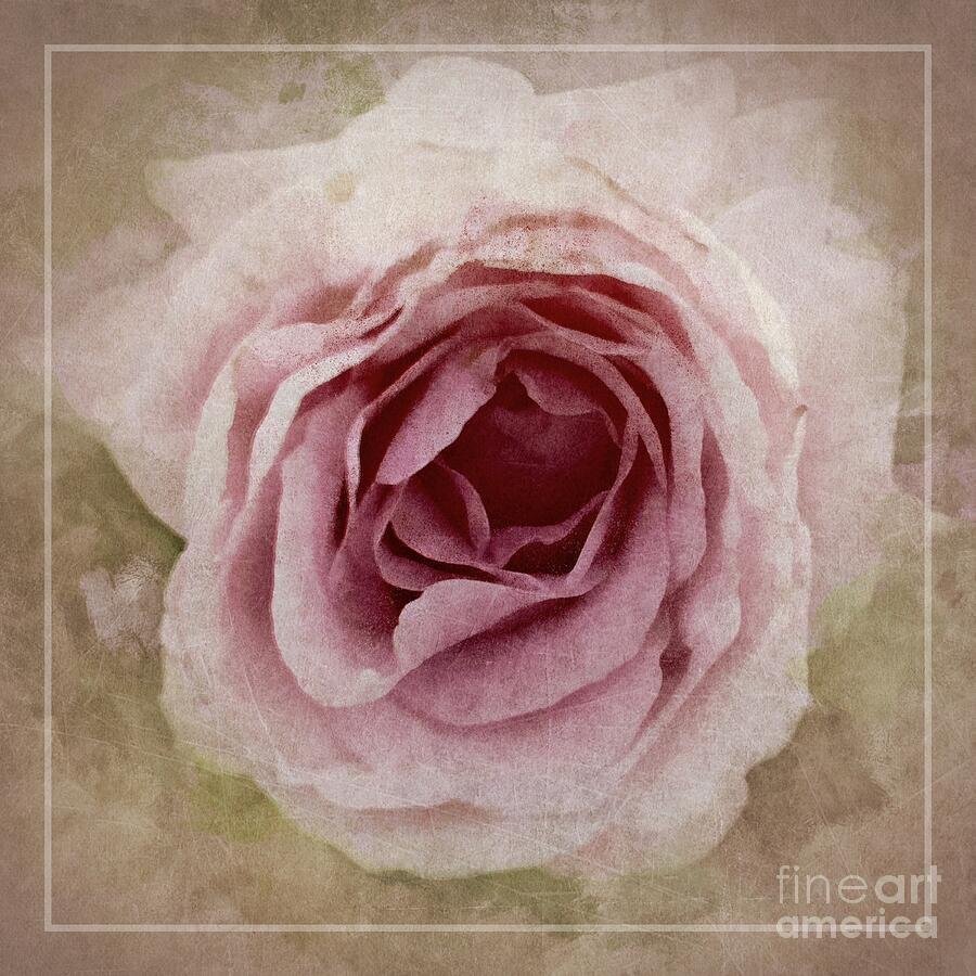 Pink Textured Rose Photograph by Patricia Strand