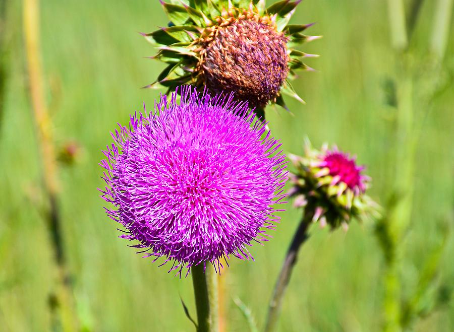 Pink Thistle Study 3 Photograph by Robert Meyers-Lussier
