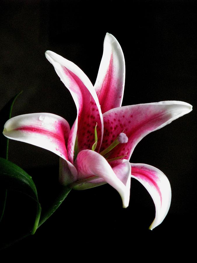 Pink Stargazer Lily Photograph by Angela Davies