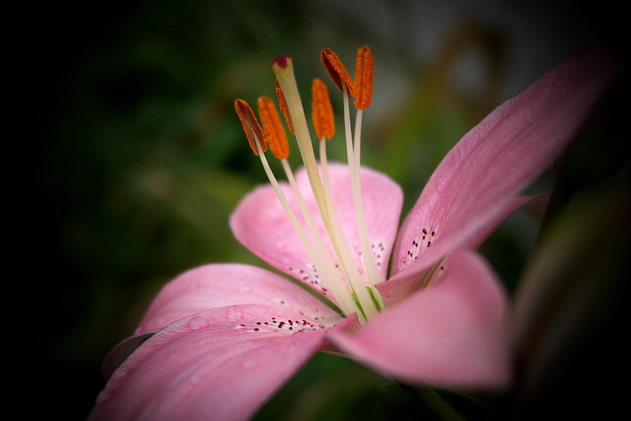 Pink Tiger Lily  Photograph by Susan McMenamin