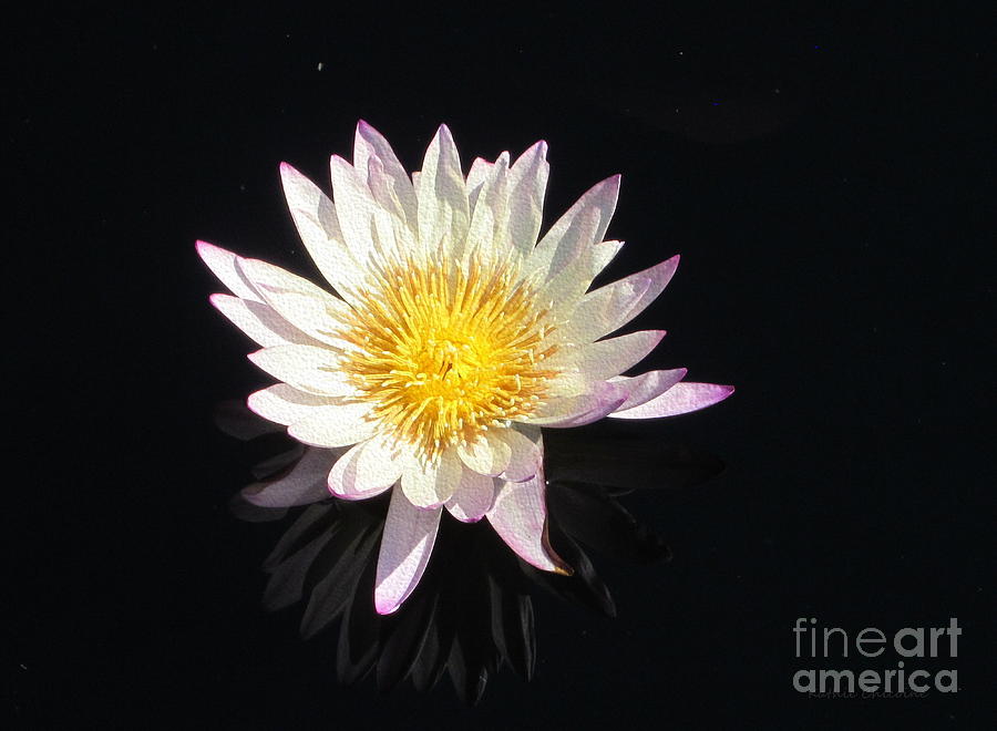 Pink-tinged Waterlily Photograph by Kathie Chicoine