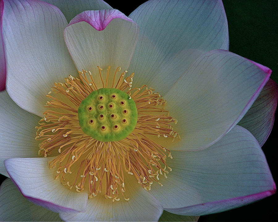 Lotus Photograph - Pink Tip Lotus by Alan Olansky