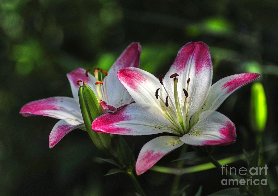 Pink Tipped Lilies Photograph by Kathy Baccari