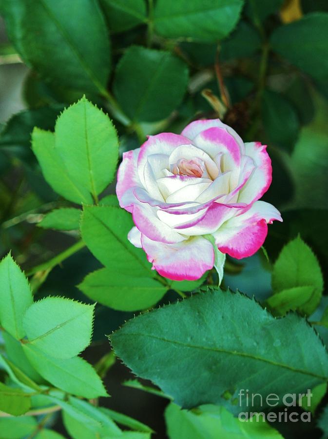 Pink Tipped Rose Photograph by Craig Wood